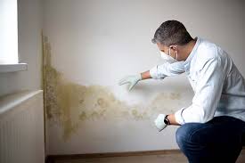 Professional Mold Prevention & Removal  in San Felipe, TX